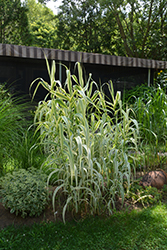 Peppermint Stick Giant Reed Grass (Arundo donax 'Peppermint Stick') at Stonegate Gardens