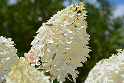Vanilla Strawberry Hydrangea (Hydrangea paniculata 'Renhy') at The Mustard Seed