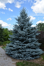 Iseli Foxtail Spruce (Picea pungens 'Iseli Foxtail') at Stonegate Gardens