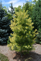 Golden Candles White Pine (Pinus strobus 'Golden Candles') at Stonegate Gardens