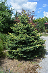 Walnut Glen Blue Spruce (Picea pungens 'Walnut Glen') at Stonegate Gardens