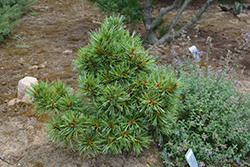 Blue Ball Korean Pine (Pinus koraiensis 'Blue Ball') at Stonegate Gardens