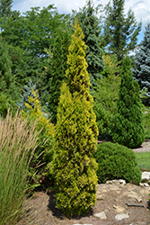 Amber Gold Arborvitae (Thuja occidentalis 'Jantar') at Stonegate Gardens