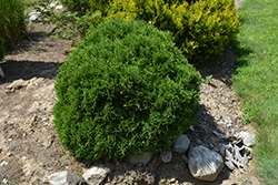 Globosa Rheindiana Arborvitae (Thuja occidentalis 'Globosa Rheindiana') at Stonegate Gardens