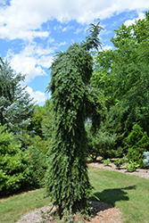 Bruns Weeping Spruce (Picea omorika 'Pendula Bruns') at Stonegate Gardens