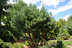 Waterer Scotch Pine (Pinus sylvestris 'Watereri') at Stonegate Gardens