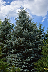 Baby Blue Eyes Spruce (Picea pungens 'Baby Blue Eyes') at Stonegate Gardens