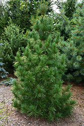 Columnar White Pine (Pinus strobus 'Fastigiata') at The Mustard Seed