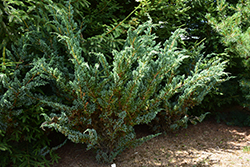 Meyer Juniper (Juniperus squamata 'Meyeri') at Stonegate Gardens