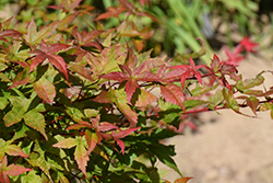 Beni Komachi Japanese Maple (Acer palmatum 'Beni Komachi') at Lakeshore Garden Centres