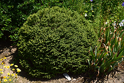 Fat Cat Norway Spruce (Picea abies 'Fat Cat') at Lakeshore Garden Centres