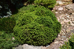 Mops Mugo Pine (Pinus mugo 'Mops') at Lakeshore Garden Centres