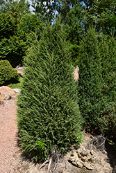 Arnoldiana Juniper (Juniperus communis 'Arnoldiana') at Stonegate Gardens