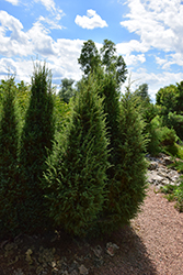 Arnoldiana Juniper (Juniperus communis 'Arnoldiana') at Stonegate Gardens