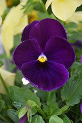 Freefall Deep Violet Pansy (Viola x wittrockiana 'Freefall Deep Violet') at Stonegate Gardens