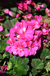 Tango Rose Splash Geranium (Pelargonium 'Tango Rose Splash') at Lakeshore Garden Centres