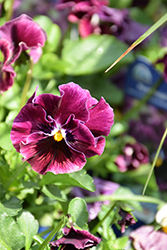 Frizzle Sizzle Mini Purple Shades Pansy (Viola cornuta 'Frizzle Sizzle Mini Purple Shades') at Stonegate Gardens