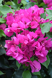Miami Pink Bougainvillea (Bougainvillea 'Miami Pink') at Lakeshore Garden Centres