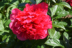 Command Performance Peony (Paeonia 'Command Performance') at A Very Successful Garden Center