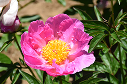 Pink Dawn Peony (Paeonia 'Pink Dawn') at A Very Successful Garden Center