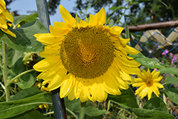 Black Russian Sunflower (Helianthus annuus 'Black Russian') at Stonegate Gardens