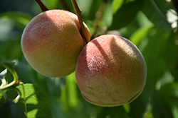 Stark Summer Pearl Peach (Prunus persica 'Stark Summer Pearl') at Stonegate Gardens