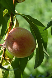 Bonanza Peach (Prunus persica 'Bonanza') at Stonegate Gardens