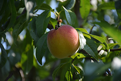 Harrow Diamond Peach (Prunus persica 'Harrow Diamond') at Stonegate Gardens