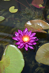 Purple Fantasy Hardy Water Lily (Nymphaea 'Purple Fantasy') at Stonegate Gardens