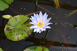 Marmorata Tropical Water Lily (Nymphaea 'Marmorata') at Stonegate Gardens