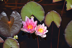 Joanne Pring Hardy Water Lily (Nymphaea 'Joanne Pring') at Stonegate Gardens