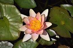 Sioux Hardy Water Lily (Nymphaea 'Sioux') at A Very Successful Garden Center