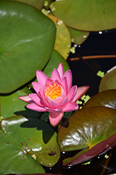 Firecrest Hardy Water Lily (Nymphaea 'Firecrest') at Lakeshore Garden Centres
