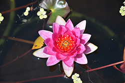 Gloriosa Hardy Water Lily (Nymphaea 'Gloriosa') at Stonegate Gardens