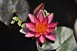 Sultan Hardy Water Lily (Nymphaea 'Sultan') at Lakeshore Garden Centres