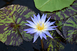Star of Siam Tropical Water Lily (Nymphaea 'Star of Siam') at Stonegate Gardens