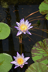 Southern Charm Tropical Water Lily (Nymphaea 'Southern Charm') at Stonegate Gardens