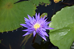 Midnight Serenade Tropical Water Lily (Nymphaea 'Midnight Serenade') at Stonegate Gardens