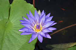 Blue Triumph Tropical Water Lily (Nymphaea 'Blue Triumph') at A Very Successful Garden Center