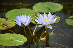 Marmorata Tropical Water Lily (Nymphaea 'Marmorata') at Lakeshore Garden Centres