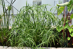 Umbrella Plant (Cyperus alternifolius) at Stonegate Gardens