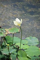 White Lotus (Nelumbo nucifera 'Alba Grandiflora') at Stonegate Gardens