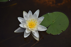Marliacea Albida Hardy Water Lily (Nymphaea 'Marliacea Albida') at Lakeshore Garden Centres