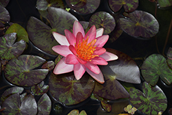 Indiana Hardy Water Lily (Nymphaea 'Indiana') at Lakeshore Garden Centres