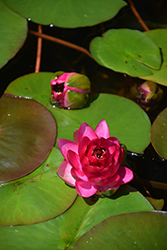 Manee Red Hardy Water Lily (Nymphaea 'Manee Red') at Lakeshore Garden Centres