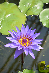 Blue Lotus (Nymphaea nouchali) at Stonegate Gardens