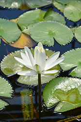 Missouri Tropical Water Lily (Nymphaea 'Missouri') at Stonegate Gardens
