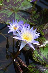 Star of Siam Tropical Water Lily (Nymphaea 'Star of Siam') at Lakeshore Garden Centres