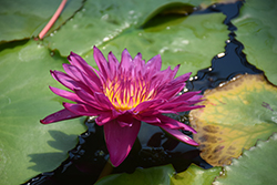 Hot Pink Tropical Water Lily (Nymphaea 'Hot Pink') at Stonegate Gardens