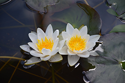 White Laydekeri Hardy Water Lily (Nymphaea 'White Laydekeri') at A Very Successful Garden Center